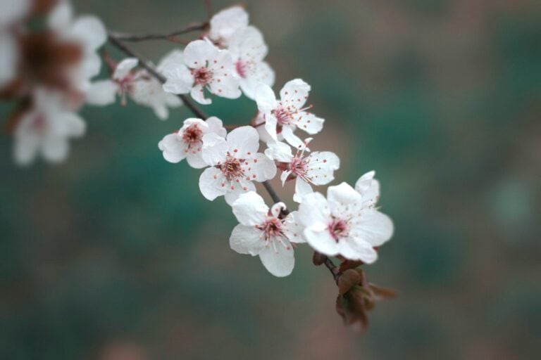 Close-up of delicate white cherry blossoms on a branch in springtime.
