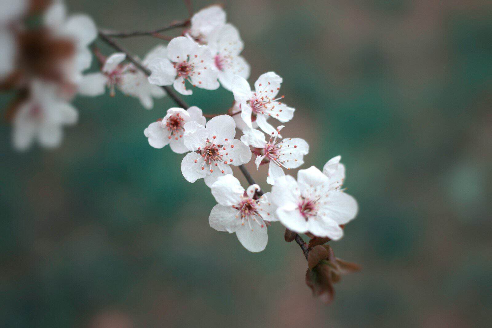 Close-up of delicate white cherry blossoms on a branch in springtime.